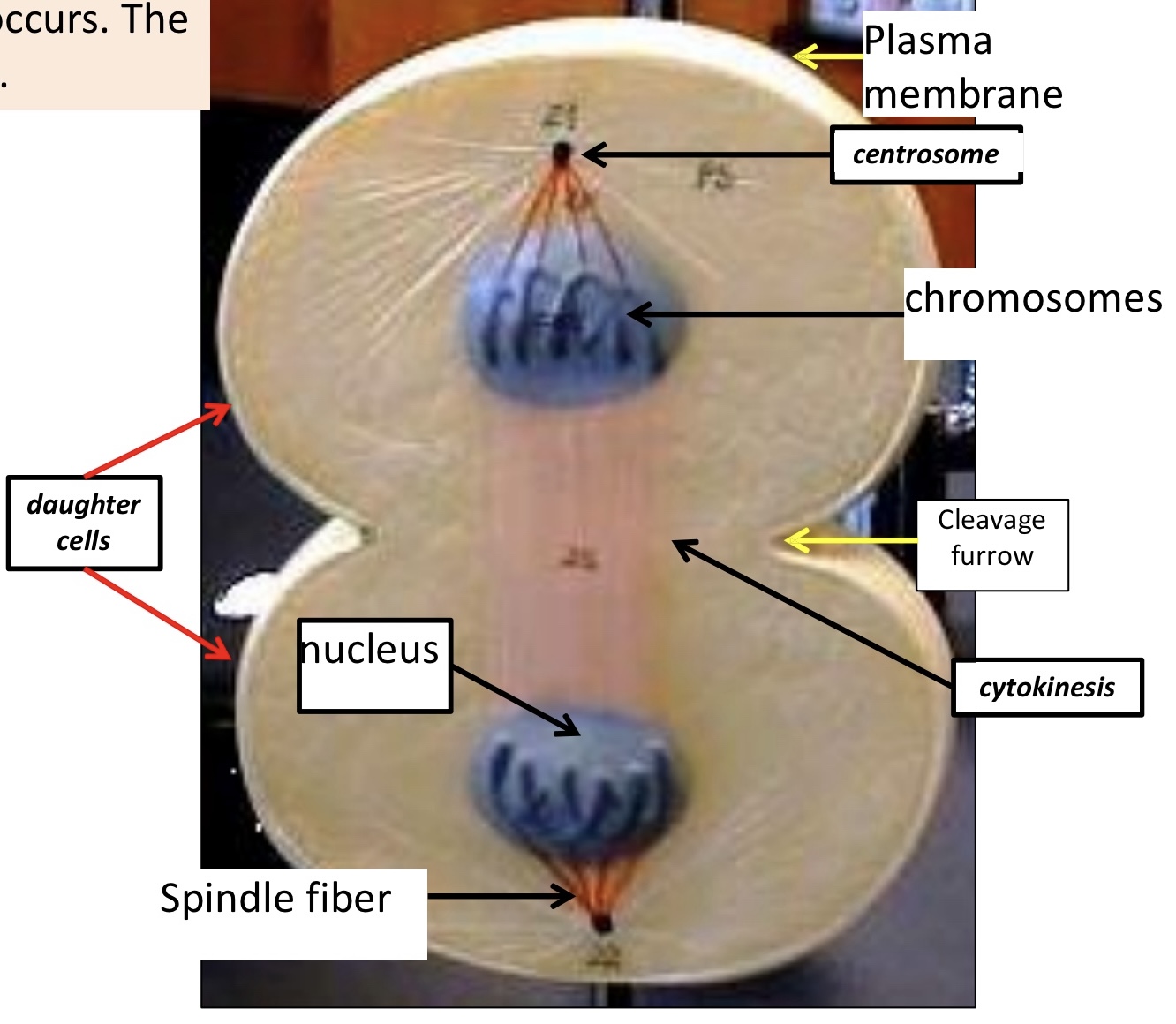 <p>Nucleus reform, cleavage burrow becomes clear, beginning of cell separation</p>
