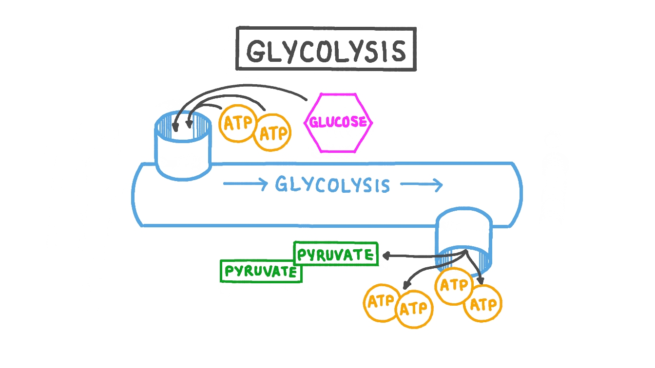 <p>The glucose is broken down into 2 <strong>3-Carbon pyruvate </strong>and the energy from the chemical bonds is <u>taken</u> and put into ATP and NADH </p><p>-<u>Purpose</u>: To make pyruvate and release energy molecules</p><p>-occurs in <strong>cytoplasm</strong></p>