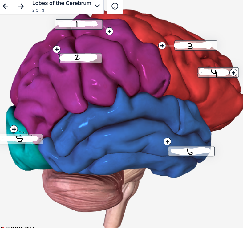 <p>Label the image</p>