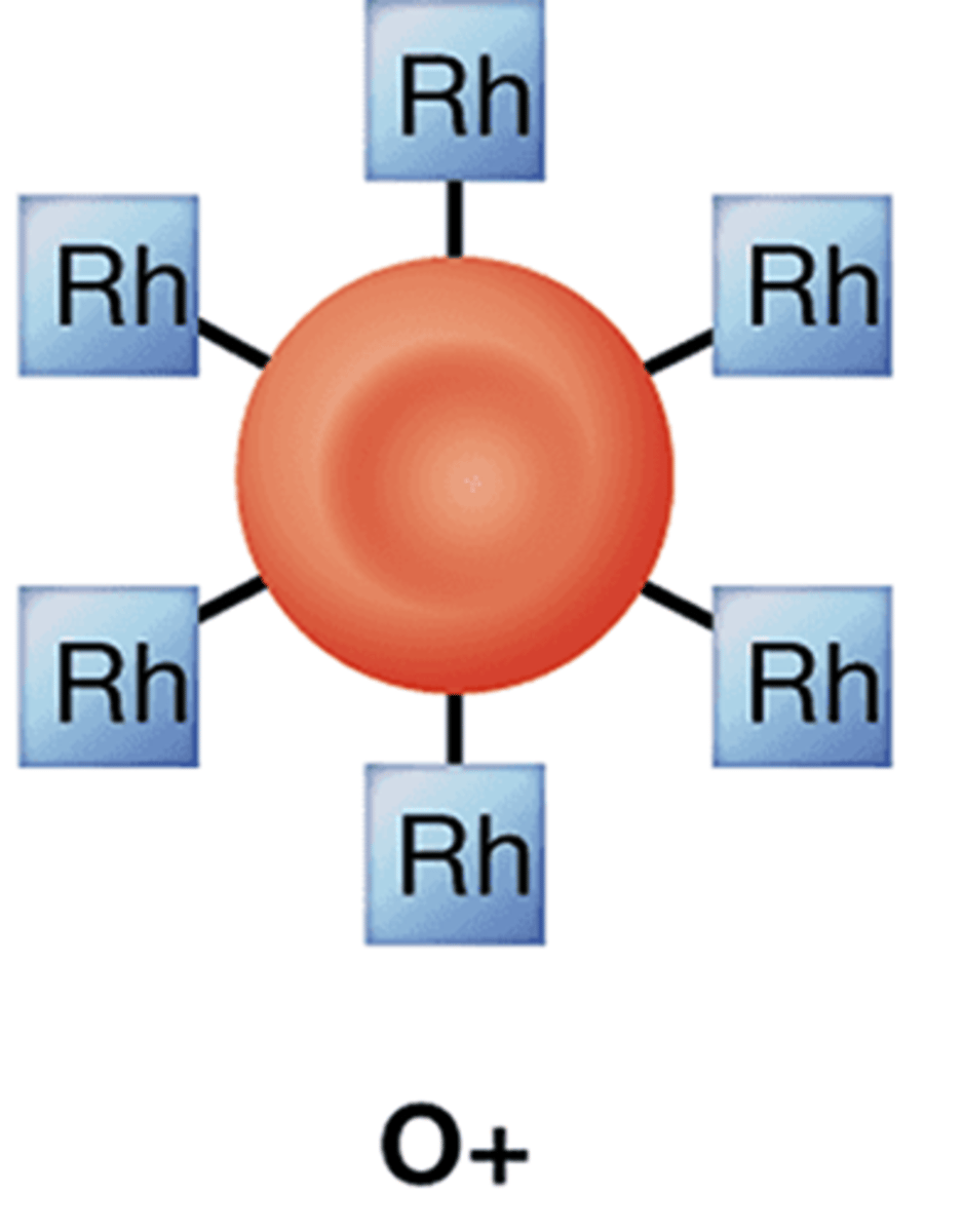 <p>A classification system based on the presence or absence of the Rh antigen on the surface of red blood cells, determining blood compatibility for transfusions.</p>