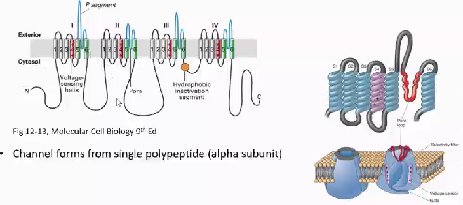 <ul><li><p>channel forms single polypeptide- alpha subunit</p></li><li><p>4 domains I-IV</p></li><li><p>domains arranging to form pore</p></li><li><p>domains contain 6 alpha helices</p></li><li><p>regulatory beta subunits affect rate of act/inactivation </p></li><li><p>similar across molecule type</p></li><li><p><mark data-color="blue" style="background-color: blue; color: inherit;">4th alpha helices = voltage sensor (S4 segment)</mark></p></li></ul><p></p>