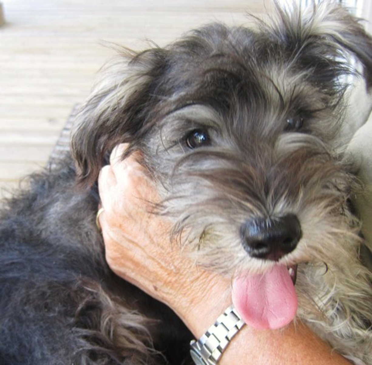 <p>Terrier</p>