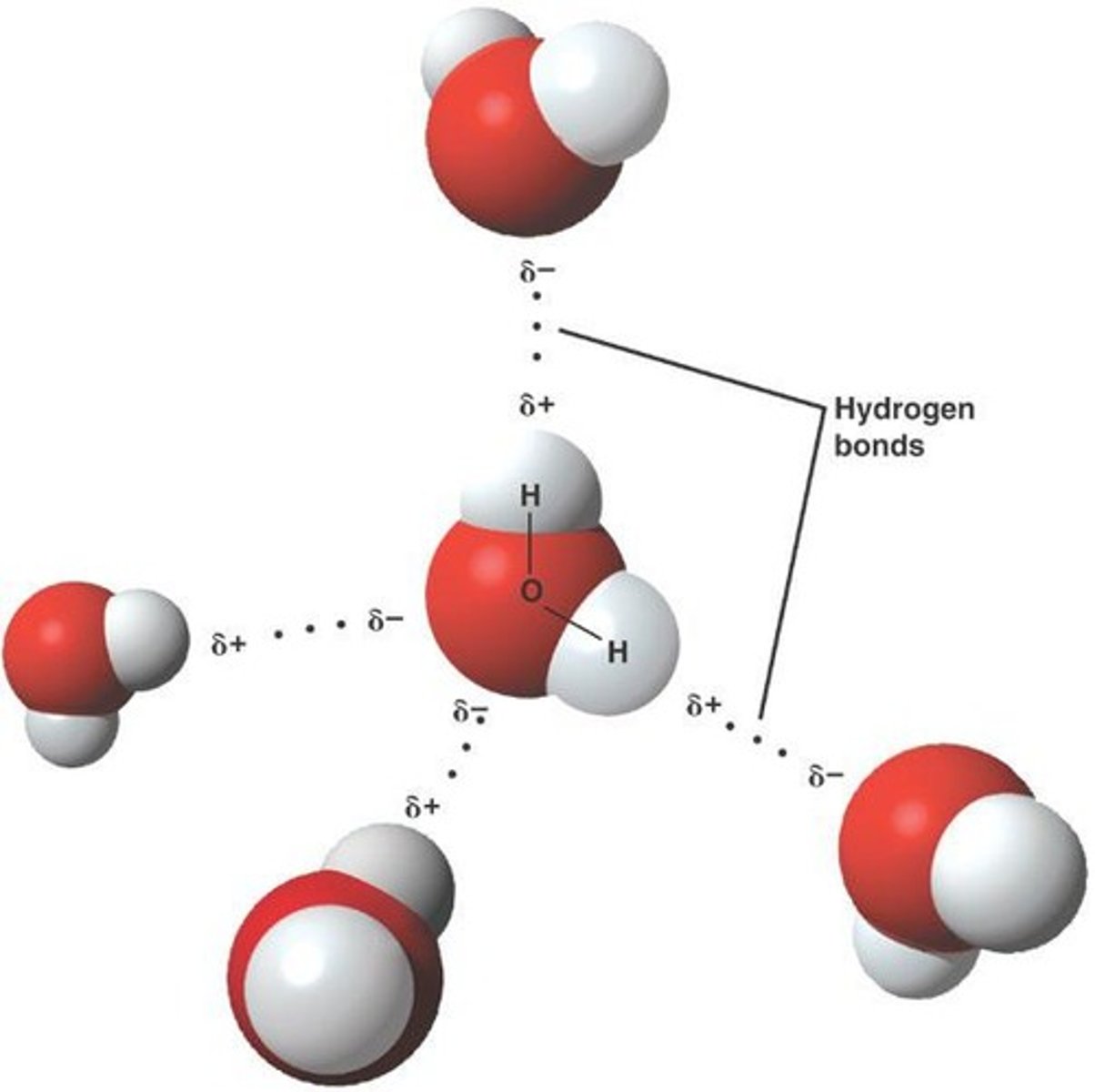 <p>Hydrogen bonds contribute to water's high specific heat, surface tension, and solvent capabilities.</p>