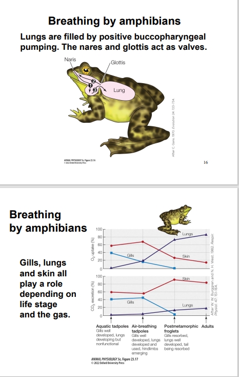 <ul><li><p>Amphibians utilize positive pressure breathing to fill lungs by swallowing air, contrasting mammals’ negative pressure method. Air is forced into the lungs by increasing pressure in the buccal cavity.</p><ul><li><p>To move air in and out, they sue Buddha, pumping by lowering the floor of their mouth to draw air in and then closing their nostrils and raise the floor, pushing the air into the lungs.</p></li><li><p>Many are dual breathers, and depends on life stage. Paired unicameral lungs, surface may be honeycombed in frogs and toads</p></li></ul></li><li><p>Gills are completely lost during adulthood in most species, yet skin remains a primary route for CO2 excretion (cutaneous respiration) which is highly permeable and moist.</p><ul><li><p>Example: Bullfrogs rely significantly on skin for CO2 and lungs for oxygen uptake, demonstrating a bimodal respiratory strategy.</p></li></ul></li></ul><p></p>