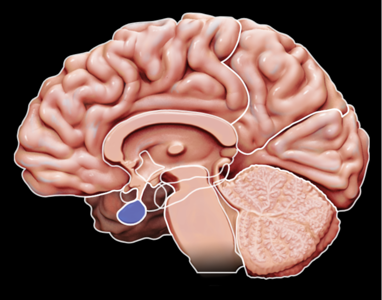 <p>what part of the brain is this?</p>