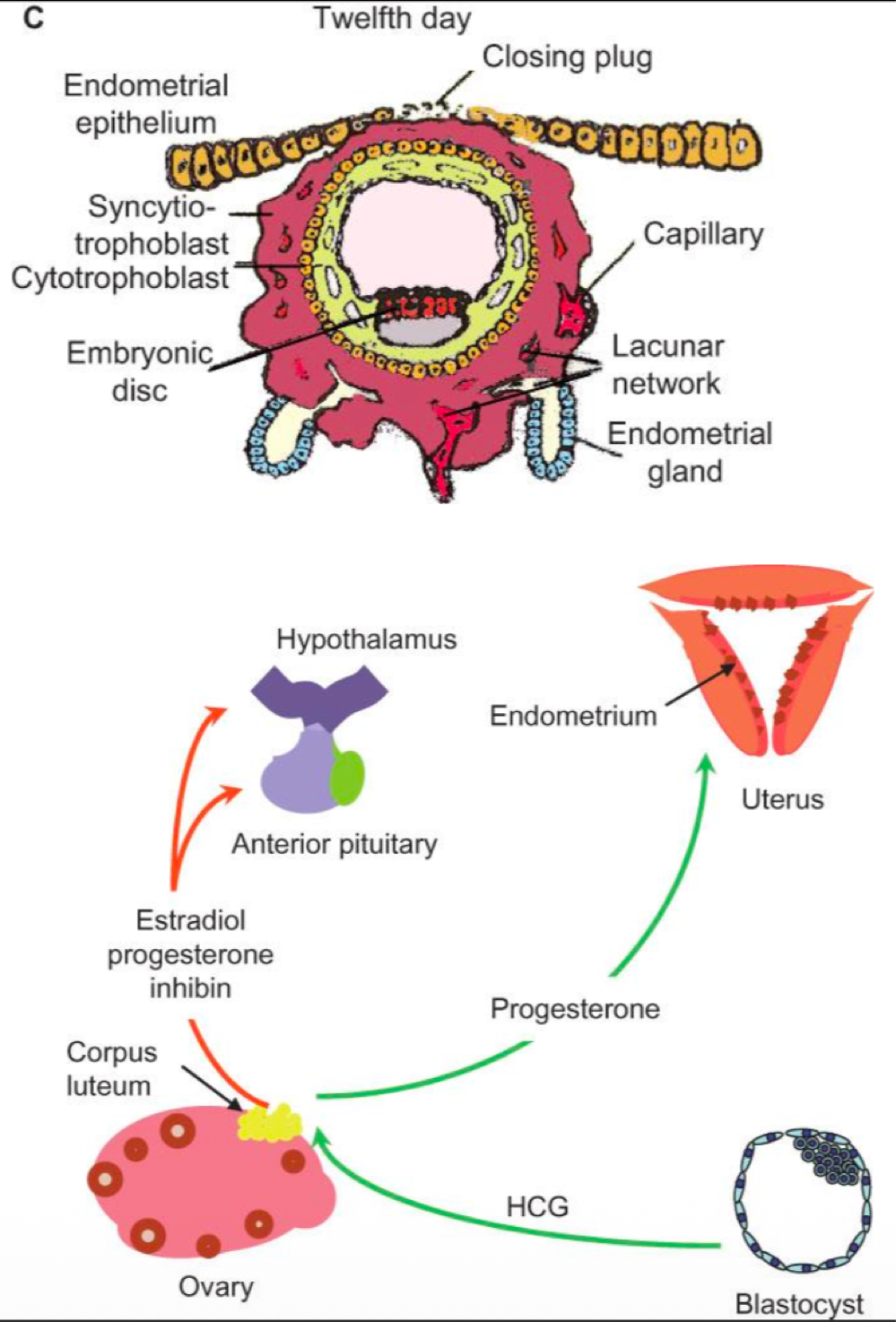 <p>human chorionic gonadotropin hormone (hCG) </p>