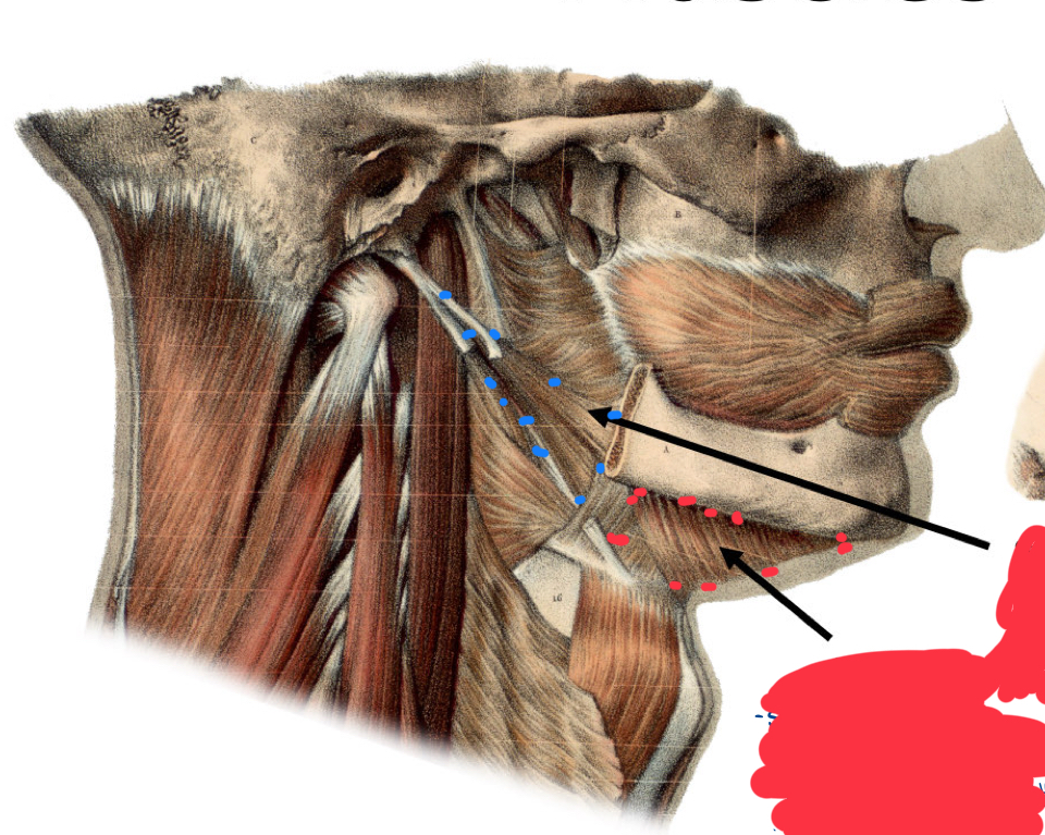 <p>In the provided notes, what structure is labeled as the blue?</p>
