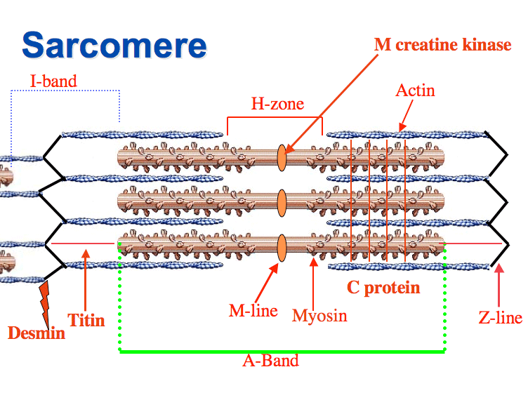 <p>H zone</p>