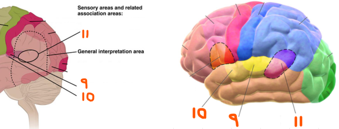 <p>Auditory Areas of Cerebral Cortex:</p><ol start="9"><li><p>Primary Auditory Cortex: in the ___ lobe for ___ info from the ___ ___ (pitch, loudness, location)</p></li><li><p>Auditory Association Area: in the ___ lobe for ___ ___ of info and sound ___</p></li><li><p>Wernicke’s Area: in the ___ and ___ lobes for ___ of ___ and ___ ___</p></li></ol><p></p>