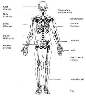 <p>beschreibung Knochenanteil des Menschen</p><ul><li><p>Kopf - Caput</p></li><li><p>Hals - Collum</p></li><li><p>Brust - Thorax</p></li><li><p>Bauch - Abdomen</p></li><li><p>Becken - Pelvis</p></li><li><p>Oberschenkel - Femur</p></li><li><p>Oberarm - Humerus</p></li></ul><p></p>