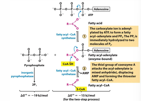<p><strong>FACoASase </strong>+ FA + CoASH + <u>ATP </u>&gt; FACoA + AMP + 2Pi</p><p>activates FA for energy bond &gt; B-oxidation</p><p>-G; final step in FA synthesis</p>