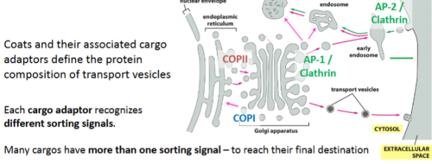 <p>mediate the transport of vesicles from and to different organelles</p><p>coats define the protein composition of transport vesicles</p><p>each cargo adaptor recognizes different sorting signalss</p><p>many cargos have more than 1 sorting signal, to reach their final destination</p>