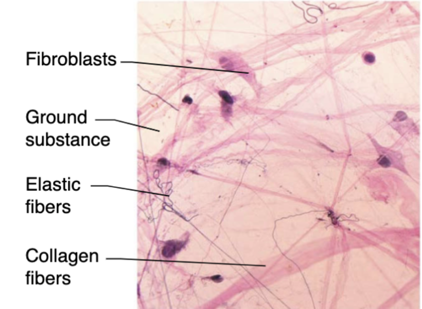 <p>most common resident cells that make protein fibers and ground substance</p>