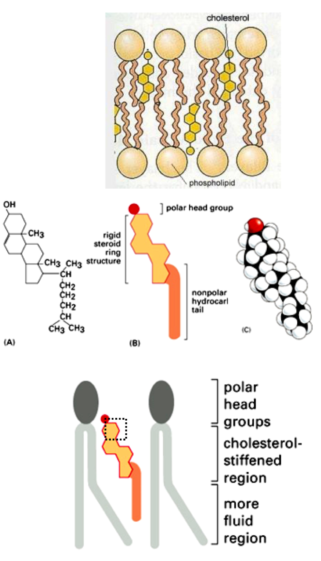 <p>-decreases fluidity and flexibility</p><p>-avoids crystallisation of tails at low temperature </p><p>-mechanical stability</p><p>-polar head group, rigid steroid in central area, nonpolar tail </p>