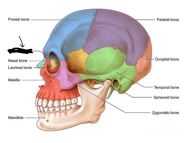 <p>Which part of the skull is this?</p>