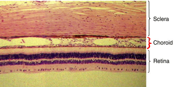 <p>retinal vessels nourish the inner retina, though spare the fovea, through a dense capillary network contained in the choroid</p><ul><li><p>retinal disease can cause disruptions in the RPE permitting serum to leak beneath the retina</p></li></ul><p></p>