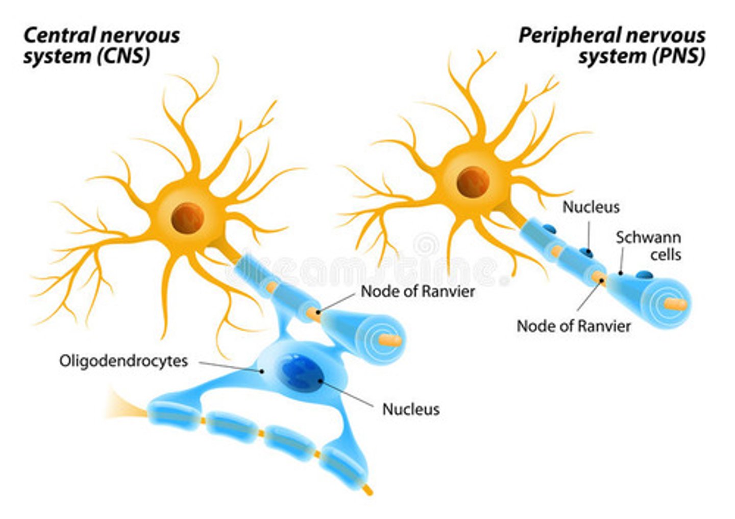 <p>(A) -- 1</p><p>Schwann Cells -- Peripheral Nervous System</p><p>(B) -- 2</p><p>Oligodendrocytes -- Central Nervous System</p>