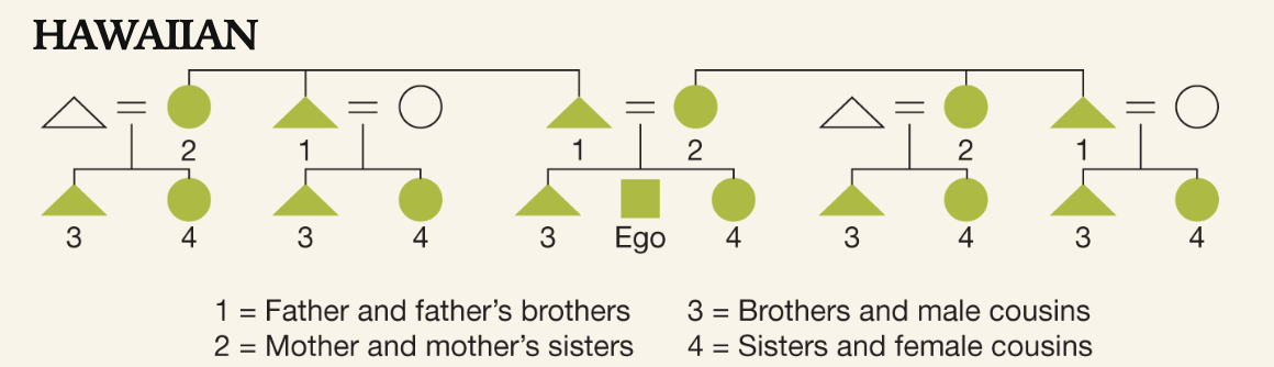 <p>the nuclear family is deemphasized, and relatives are distinguished only by generation and gender( least complicated)</p>