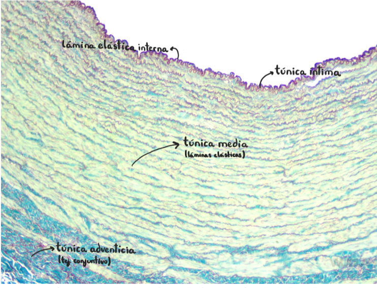 <p>Arteria aorta (elástica)</p>