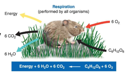 <p>Consuming plants for energy</p>