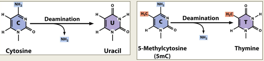 - Very common in ancient DNA 
- CpG islands are "hot spots" for mutation 