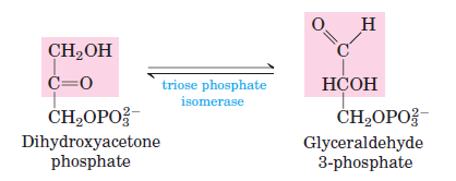 <p>ene-diol intermediate via Glu165 active site; DHAP ←→ G3P</p>