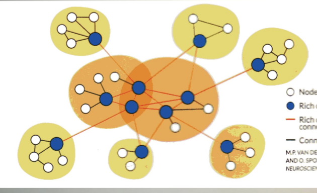 <p>areas of gray matter (called nodes) highly connected to other areas, forming hubs</p>