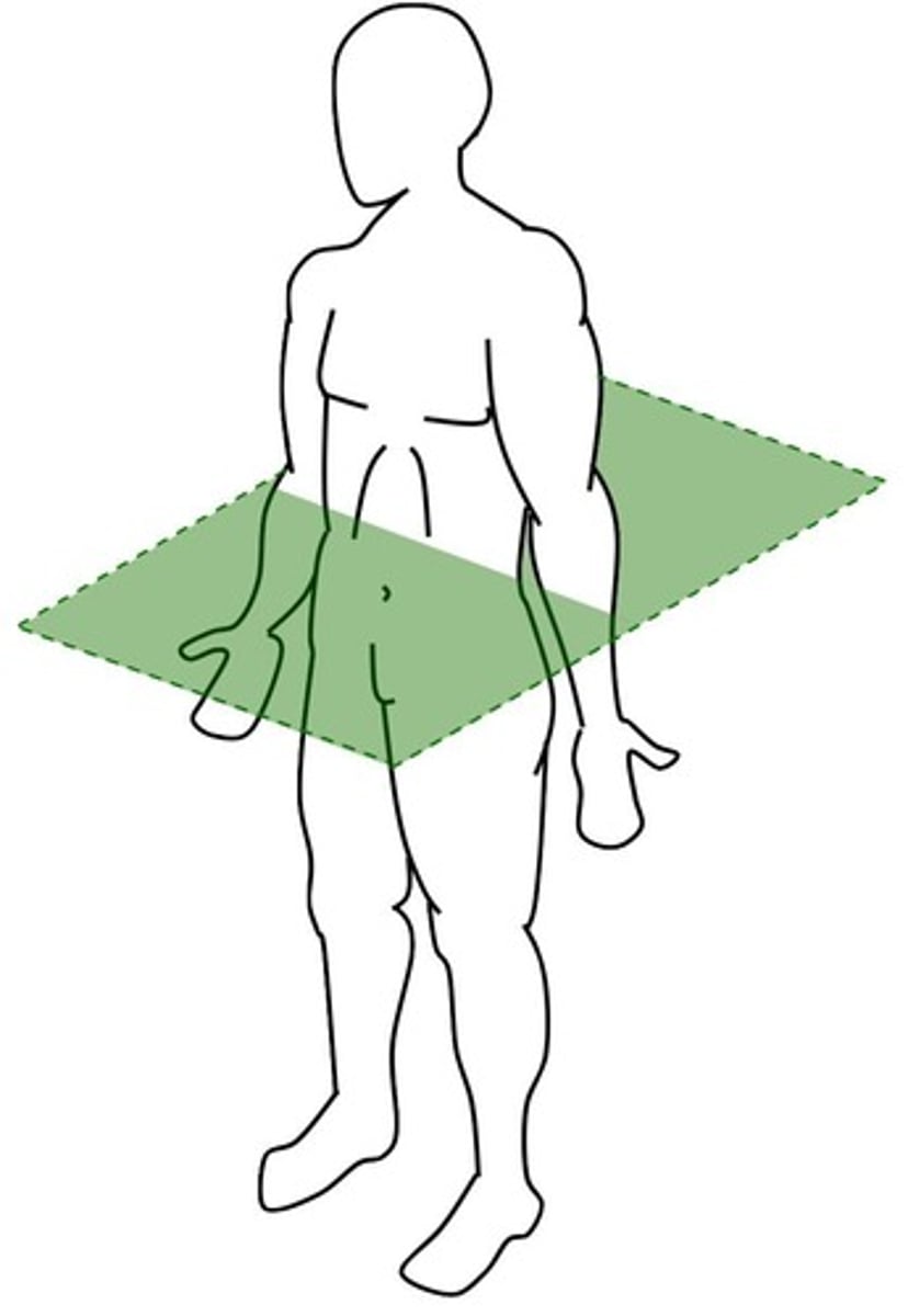 <p>Divides body into superior and inferior parts</p>