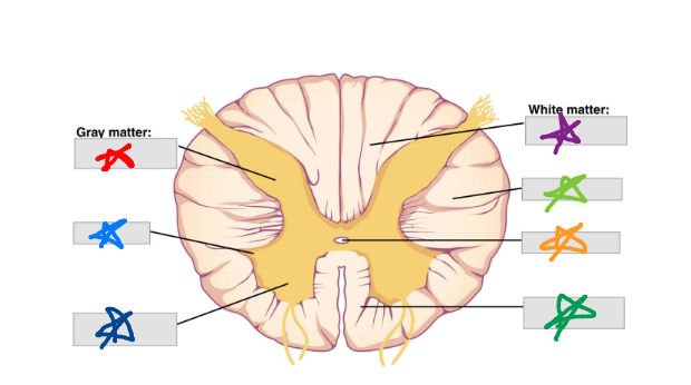 <p>dark green star </p>