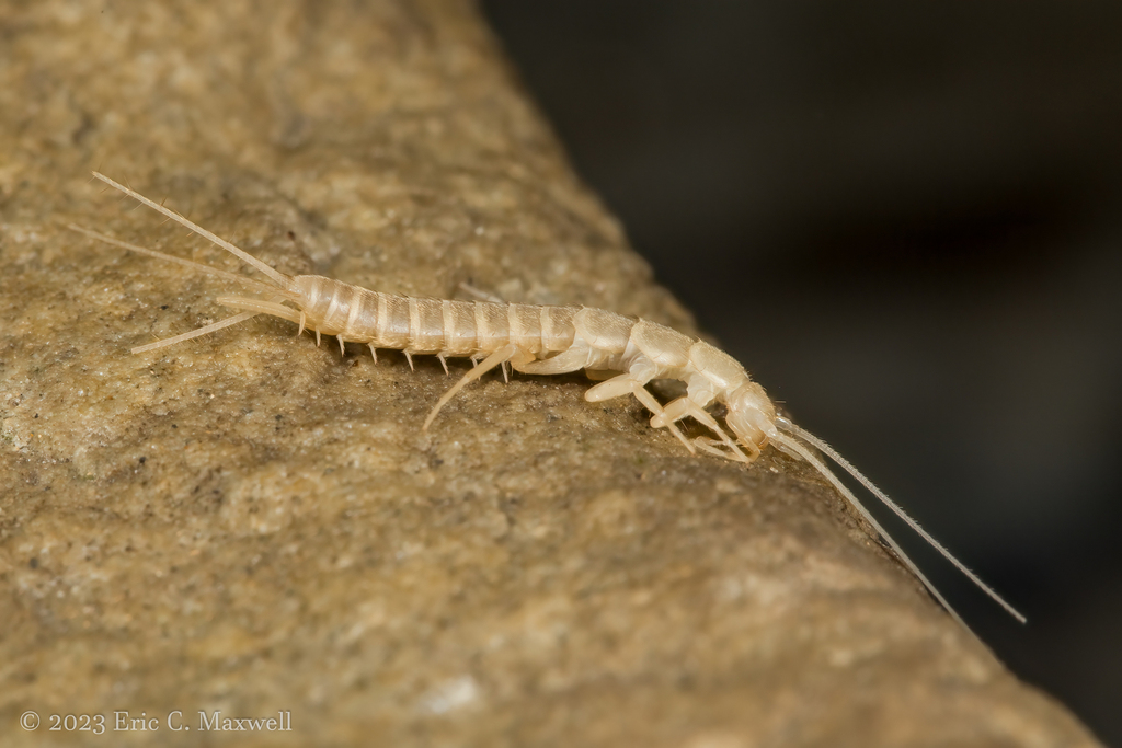 <p>bristletails, firebrats, silverfish</p>