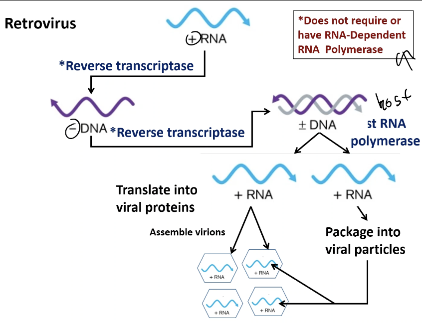 <ol type="1"><li><p><span style="font-family: &quot;ADLaM Display&quot;;"><span>Entry</span></span></p><ul><li><p><span style="font-family: &quot;ADLaM Display&quot;;"><span>Virus enters host by fusion (bc its enveloped)</span></span></p></li></ul></li></ol><p>&nbsp;</p><ol start="2"><li><p><span style="font-family: &quot;ADLaM Display&quot;;"><span>Uncoating</span></span></p></li></ol><ul><li><p><span style="font-family: &quot;ADLaM Display&quot;;"><span>RNA genome and viral enzymes are released</span></span></p></li></ul><p>&nbsp;</p><ol start="3"><li><p><span style="font-family: &quot;ADLaM Display&quot;;"><span>Reverse transcription</span></span></p></li></ol><ul><li><p><span style="font-family: &quot;ADLaM Display&quot;;"><span>RT enzyme copies viral RNA -&gt; DNA</span></span></p></li></ul><p>&nbsp;</p><ol start="4"><li><p><span style="font-family: &quot;ADLaM Display&quot;;"><span>Integration</span></span></p></li></ol><ul><li><p><span style="font-family: &quot;ADLaM Display&quot;;"><span>The new viral DNA integrates into the host genome (becomes provirus)</span></span></p></li></ul><p>&nbsp;</p><ol start="5"><li><p><span style="font-family: &quot;ADLaM Display&quot;;"><span>Latency</span></span></p></li></ol><ul><li><p><span style="font-family: &quot;ADLaM Display&quot;;"><span>Provirus may remain inactive (persistent) for a long time</span></span></p></li></ul><p>&nbsp;</p><ol start="6"><li><p><span style="font-family: &quot;ADLaM Display&quot;;"><span>Activation</span></span></p></li></ol><ul><li><p><span style="font-family: &quot;ADLaM Display&quot;;"><span>When active, the provirus makes RNA -&gt; which makes viral proteins</span></span></p></li></ul><p>&nbsp;</p><ol start="7"><li><p><span style="font-family: &quot;ADLaM Display&quot;;"><span>Assembly &amp; exit:</span></span></p></li></ol><ul><li><p><span style="font-family: &quot;ADLaM Display&quot;;"><span>New viruses assemble and leave cell by budding</span></span></p></li></ul><p>&nbsp;</p><p>&nbsp;</p><p>Ex: HIV (infects T-helped cells in the immune system)</p><p>&nbsp;</p><ul><li><p><span style="font-family: &quot;ADLaM Display&quot;;"><span>Has 2 identical + RNA strands</span></span></p></li></ul><p>&nbsp;</p>