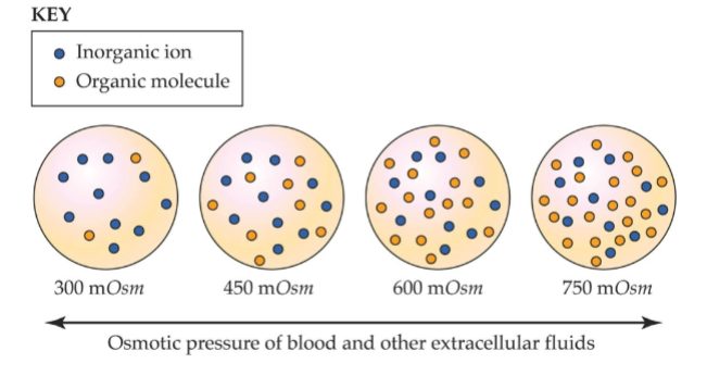 <ul><li><p>total, water</p></li><li><p>lower, osmotic, blood plasma</p></li><li><p>dilute, blood plasma</p></li><li><p>increase, blood plasma</p></li><li><p>organic</p></li></ul><p></p>