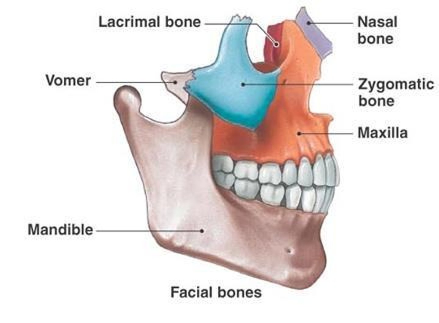 <p>Cranial bones (8) and facial bones (14)</p>