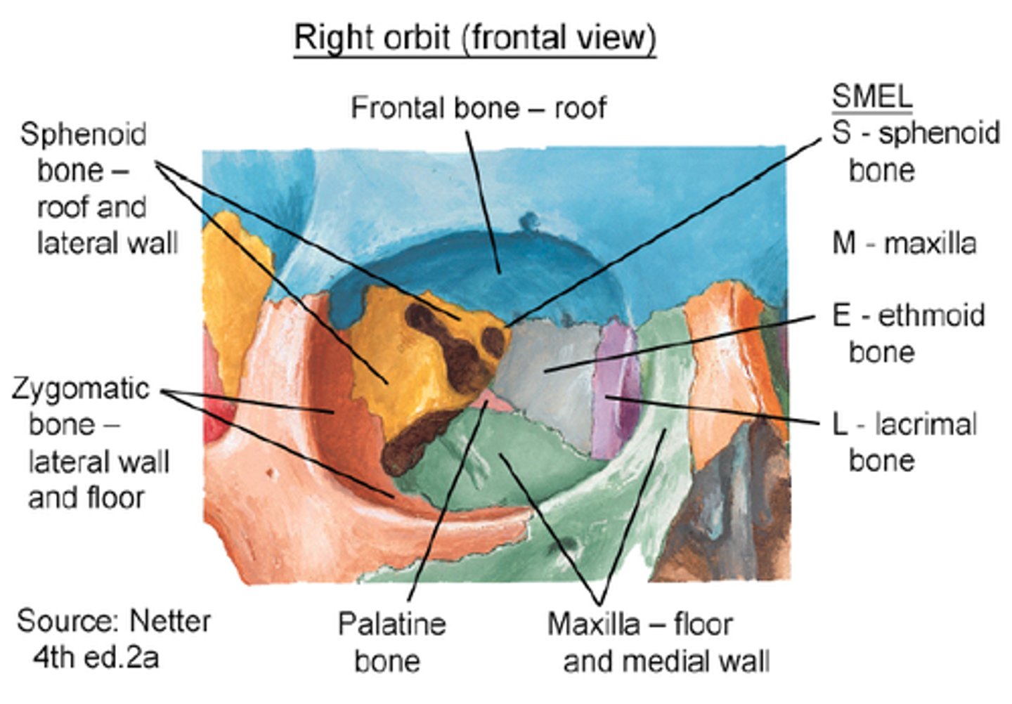 <p>Ethmoid</p><p>Frontal</p><p>Sphenoid</p><p>Lacrimal</p><p>Maxilla</p><p>Zygomatic</p>