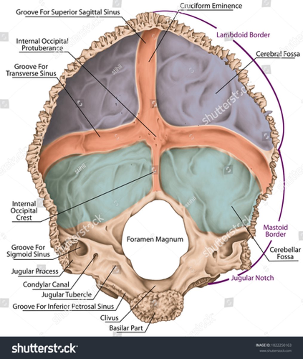 <p>a wide, horizontal groove on the internal surface of the occipital bone</p>
