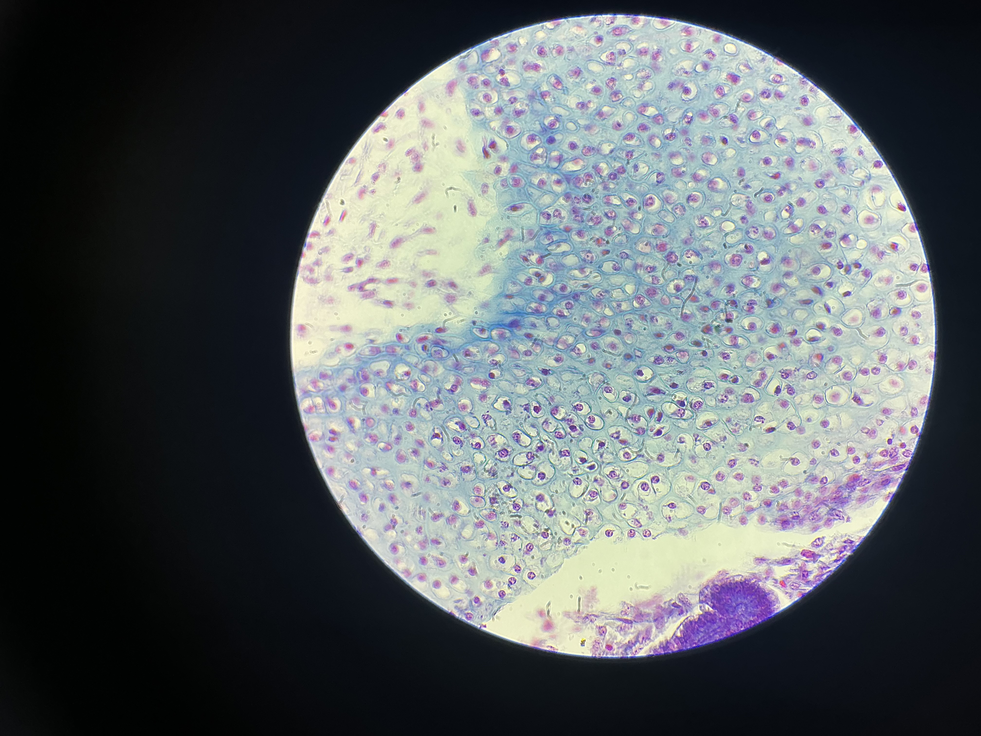 <p>what tissue is this?</p>