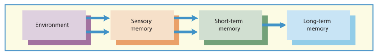 <ol><li><p><span>Flow of information from the environment&nbsp;</span></p></li><li><p><span>Into a series of parallel sensory memory systems, the iconic and echoic systems</span></p></li><li><p><span>From here it enters a short-term memory store which also serves as a “working memory” capable of both storing and manipulating material&nbsp;</span></p></li><li><p><span>Which is then fed into a more durable long-term store.</span></p></li></ol>