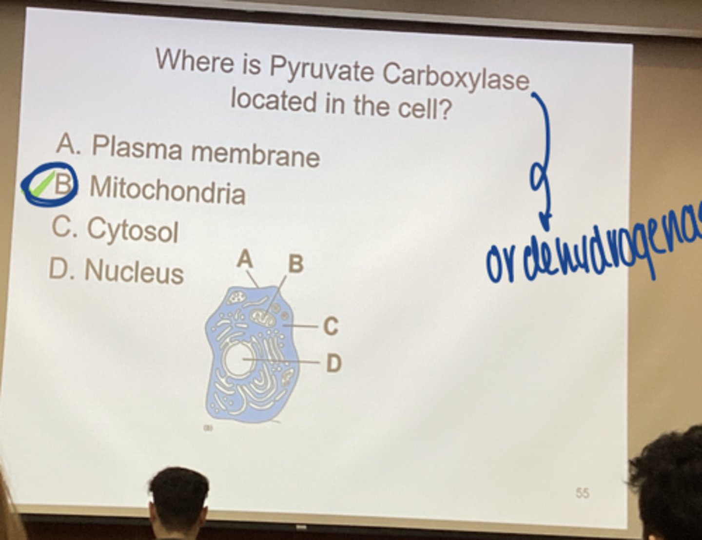 <p>mitochondria</p>