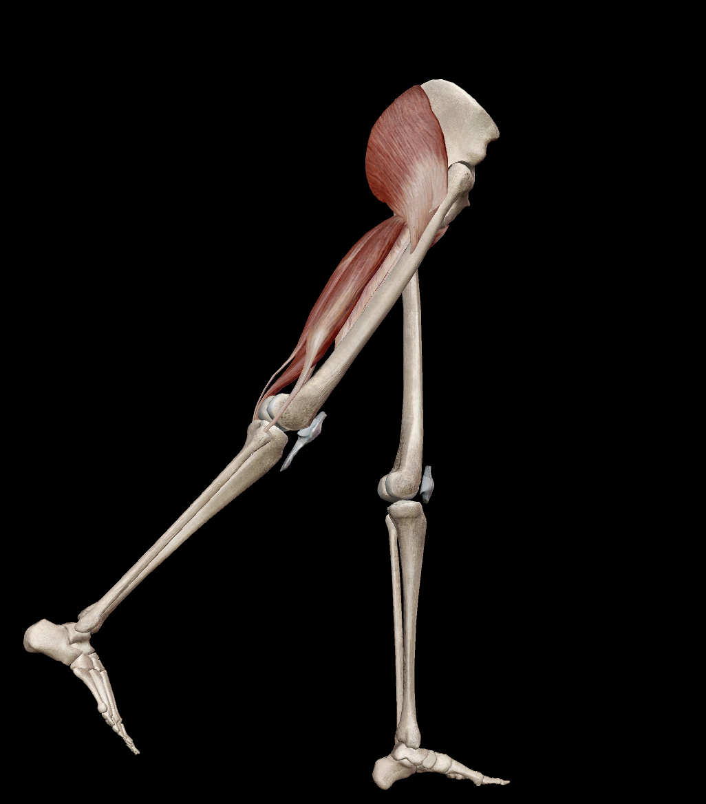 <ul><li><p><span>gluteus maximus</span></p></li><li><p><span>hamstring muscles</span></p></li></ul><p></p>