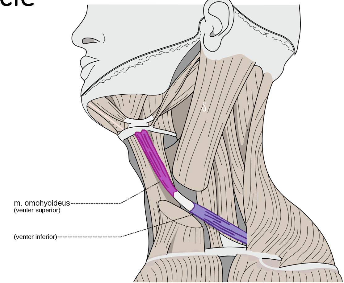 <p>Action and innervation of Superior Belly of Omohyoid Muscle</p>