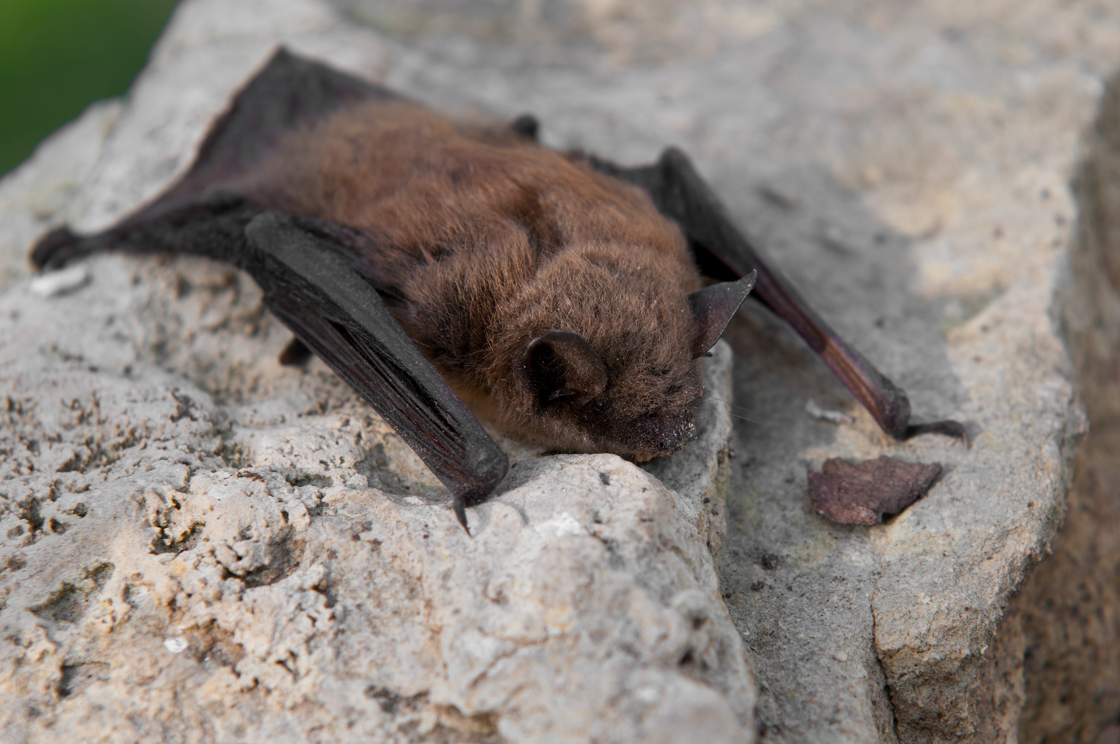 <p>Myotis lucifugus</p>