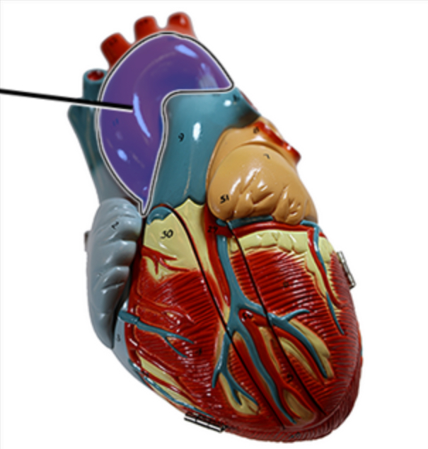 <p><span style="font-family: Arial; font-size: 11px; color: rgb(0, 0, 0);">Name this structure of the heart.</span></p>