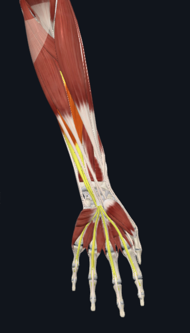 <p>underneath arm muscles, facing palm</p>