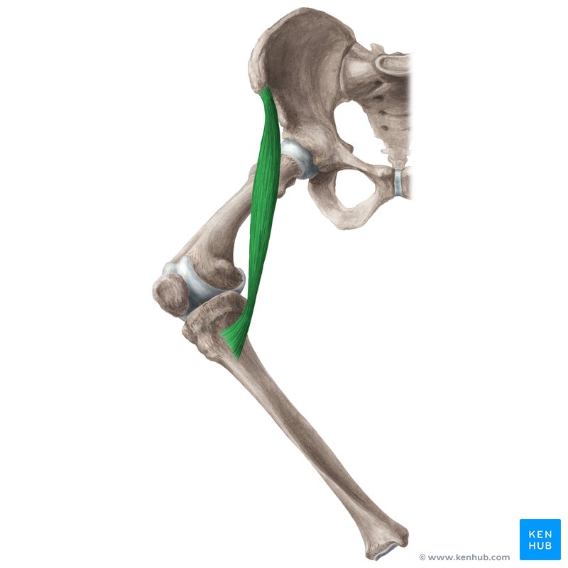 <p>Longest muscle in the body</p><p>Origin: ASIS of the hip bone</p><p class="has-focus">Insertion: <span style="font-size: calc(var(--scale-factor)*10.00px)">Superior part of the medial surface of</span><span><br></span><span style="font-size: calc(var(--scale-factor)*10.00px)">the tibia; pes anserinus</span></p><p class="has-focus">Action:</p><ul><li><p class="has-focus">Flexor of thigh &amp; leg</p></li><li><p class="has-focus">ER of thigh</p></li><li><p class="has-focus">IR of leg</p></li></ul><p></p>