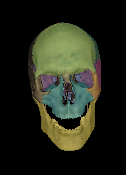 <p>Name the bone highlighted (purple)</p>