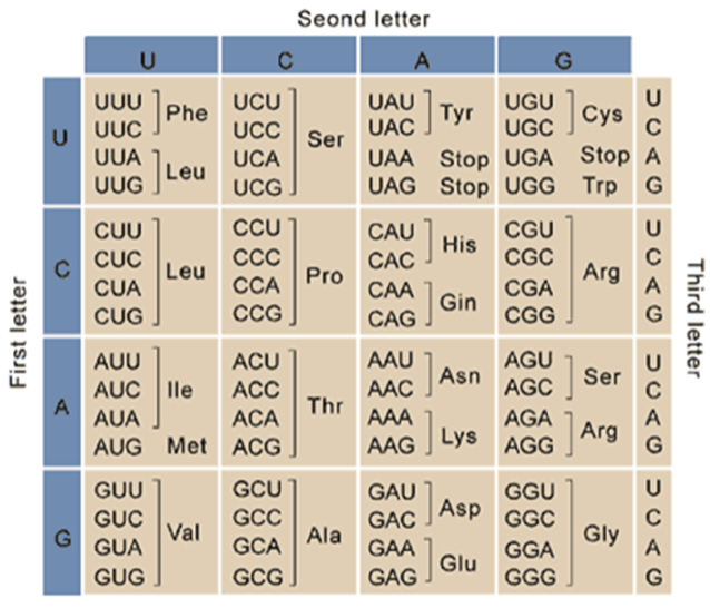 genetic code
