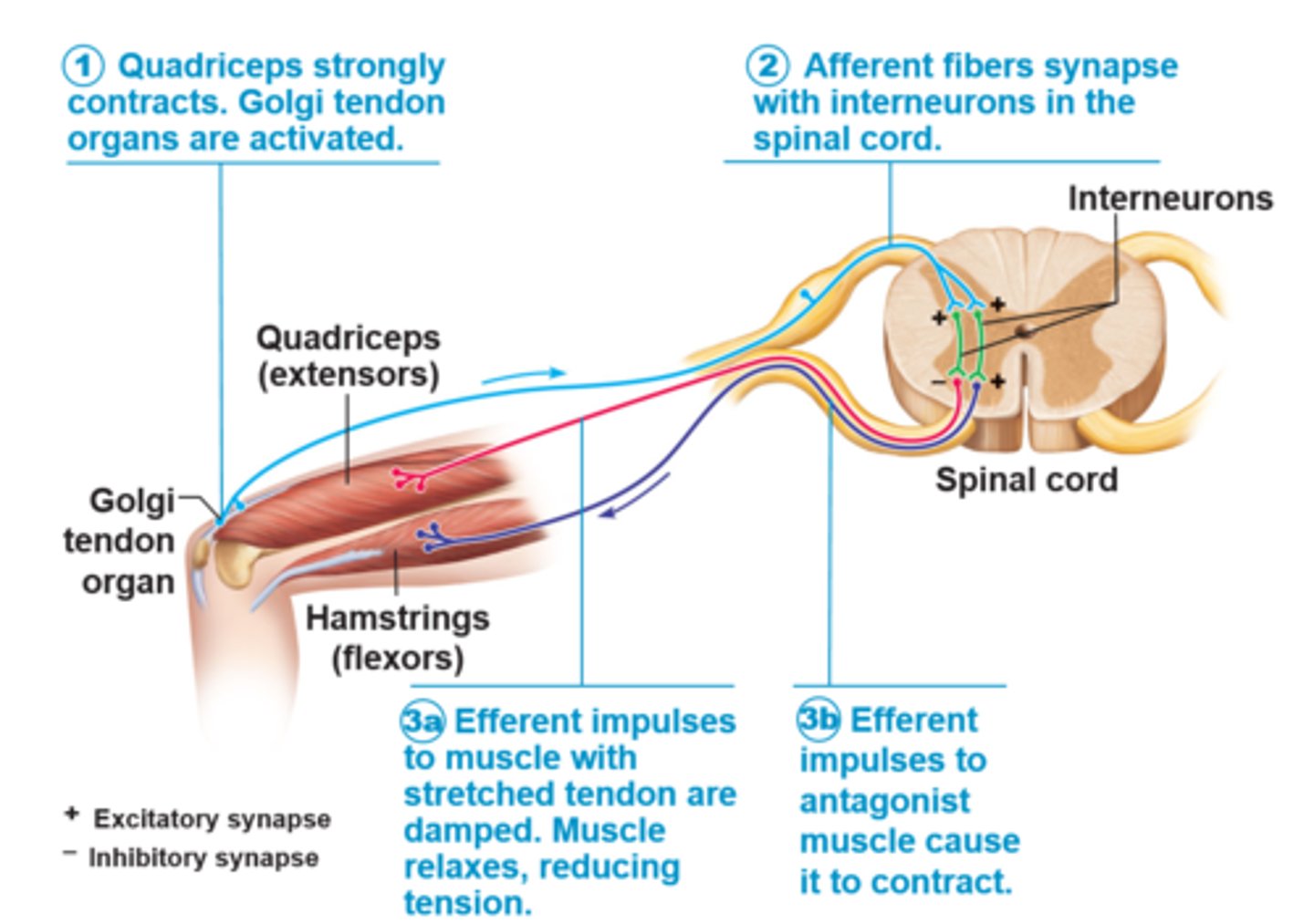 <p>-tendon organ activated in response to tension or passive stretch &gt; muscles relax &amp; lengthen to prevent damage<br>-spinal cord &amp; cerebellum receives info &amp; sends back impulse telling contracting muscle to relax &amp; activating antagonist muscle &amp; adjusts muscle tension<br>-can be artificially triggered by tapping on tendon</p>