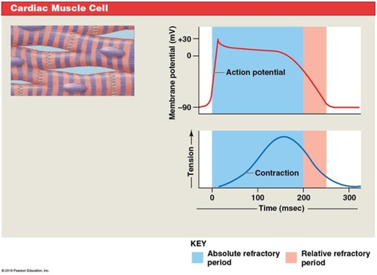 <p>Conducting fibres transmitting signals through ventricles.</p>