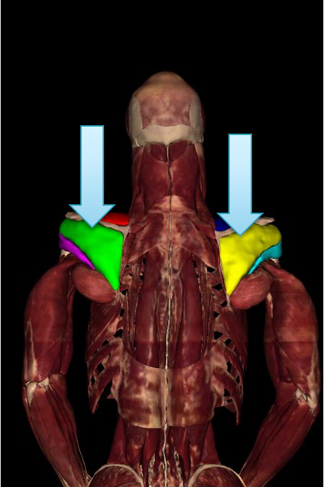 <p><strong>origin:</strong> scapula</p><p><strong>insertion: </strong> greater tubercle of humerus</p><p><strong>innervation:</strong> suprascapular n (C4-C6)</p><p><strong>action:</strong> -lateral rotation of arm</p><p>-stabilize humerus</p>