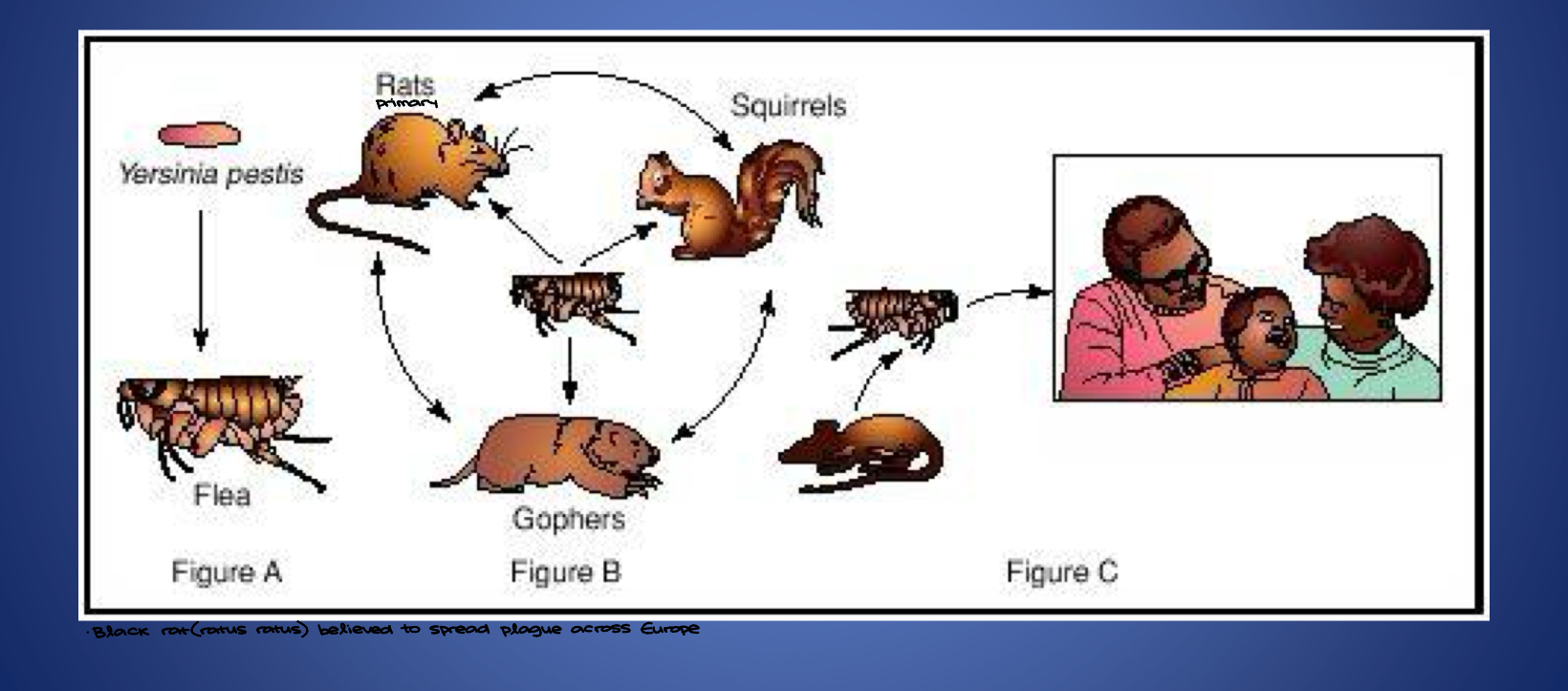 knowt flashcard image